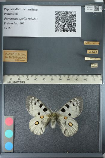 Media type: image;   Entomology 175264
